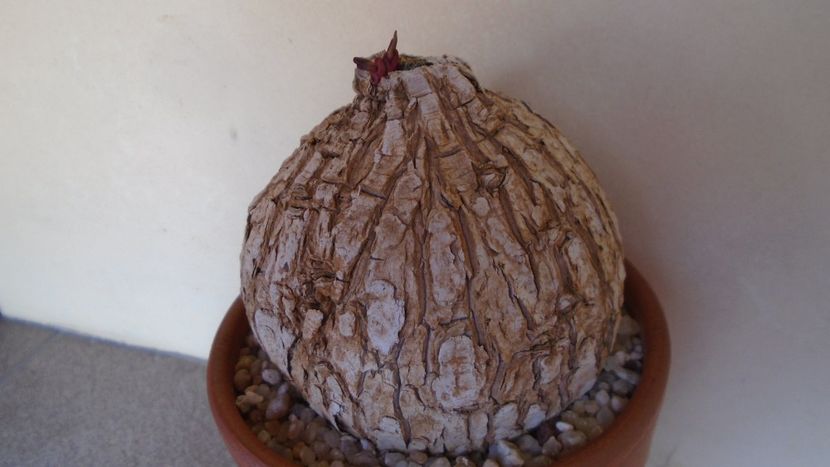 Euphorbia trichadenia - Caudiciforme - pachycaule si bulboase 2020