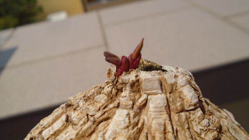 Euphorbia trichadenia - Caudiciforme - pachycaule si bulboase 2020