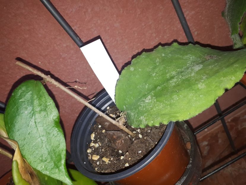 Iulie 2020 - Hoya Caudata big green leafs