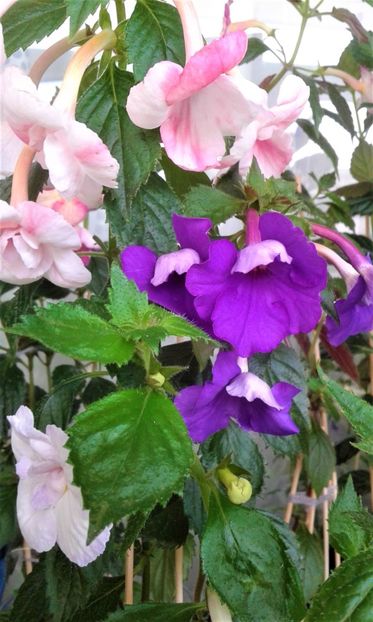  - colectia mea de achimenes 001 2020