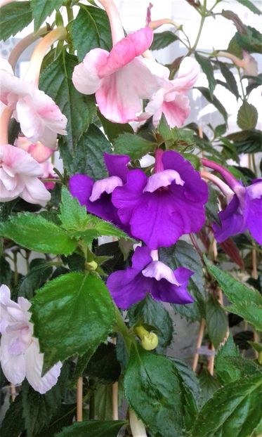  - colectia mea de achimenes 001 2020