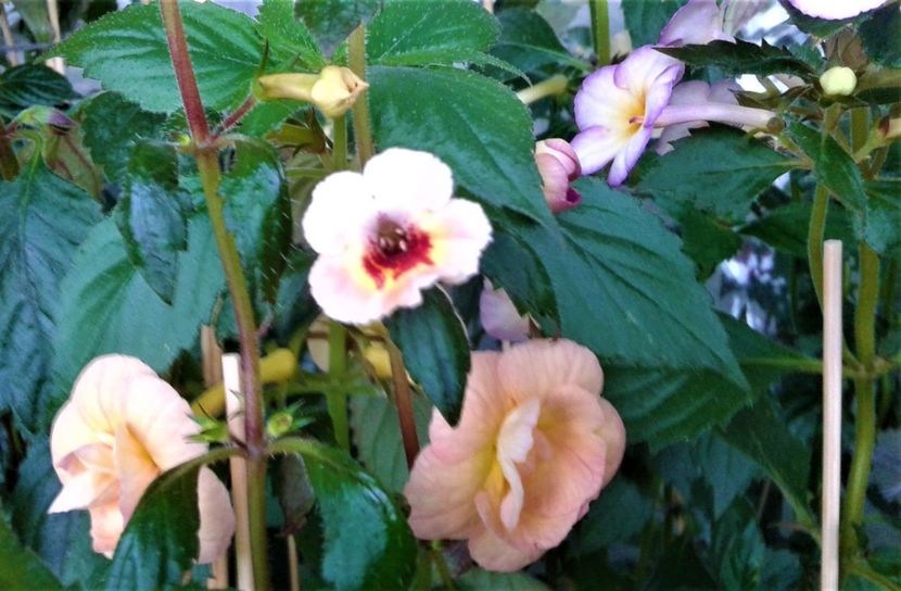  - 000014 ACHIMENES