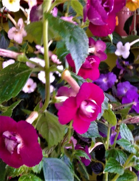  - 000014 ACHIMENES