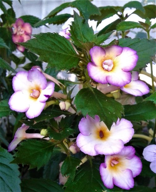  - 000014 ACHIMENES
