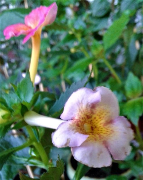  - 000014 ACHIMENES