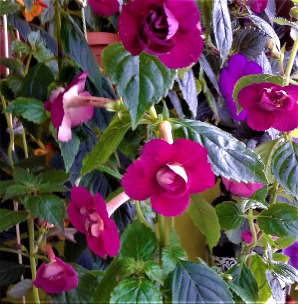  - 000014 ACHIMENES