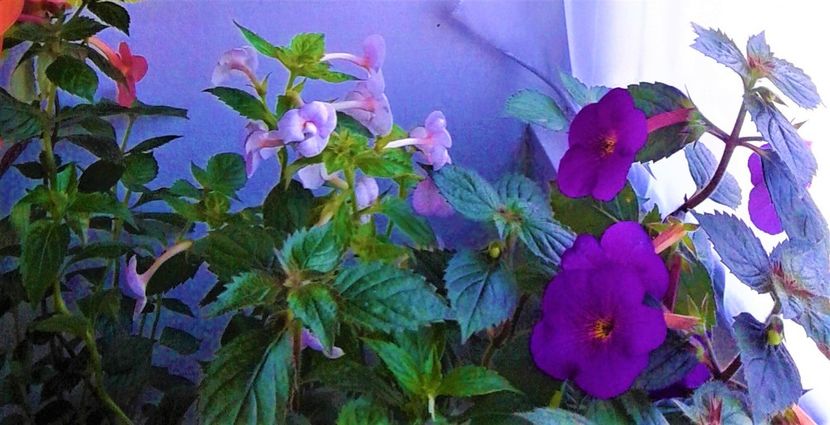 20200718_074841-2 - 000014 ACHIMENES