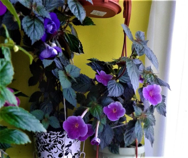 - 000014 ACHIMENES