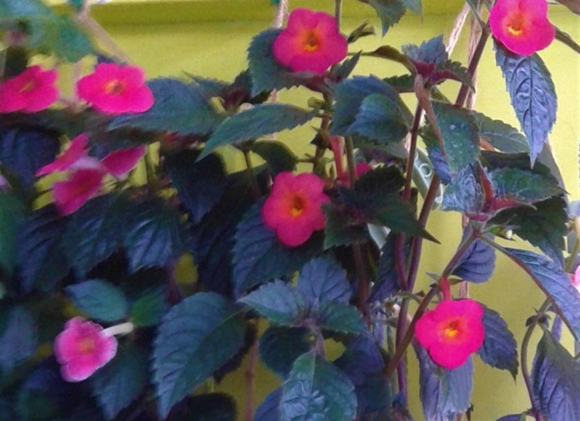  - 000014 ACHIMENES
