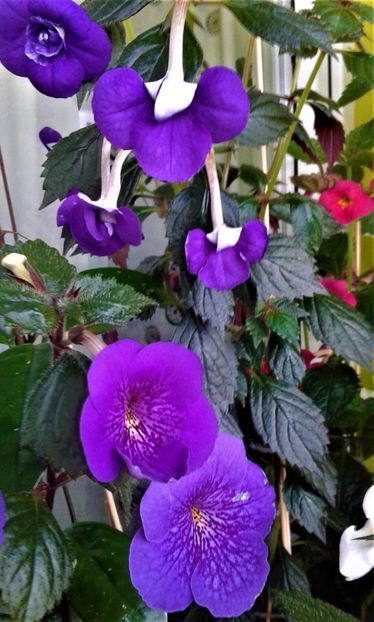  - 000014 ACHIMENES
