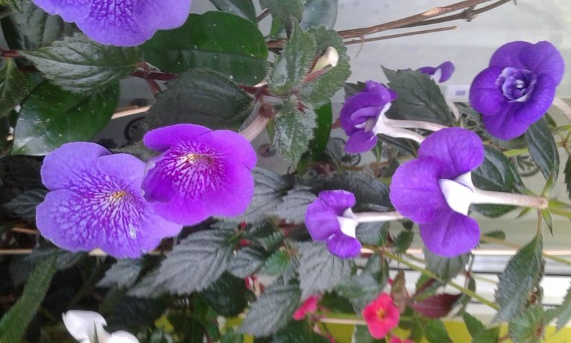 - 000014 ACHIMENES