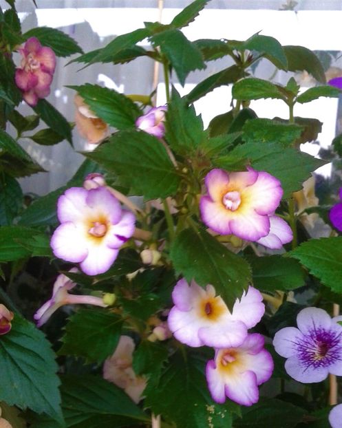  - 000014 ACHIMENES