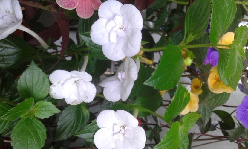  - 000014 ACHIMENES