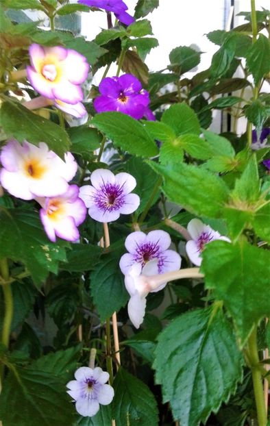  - 000014 ACHIMENES