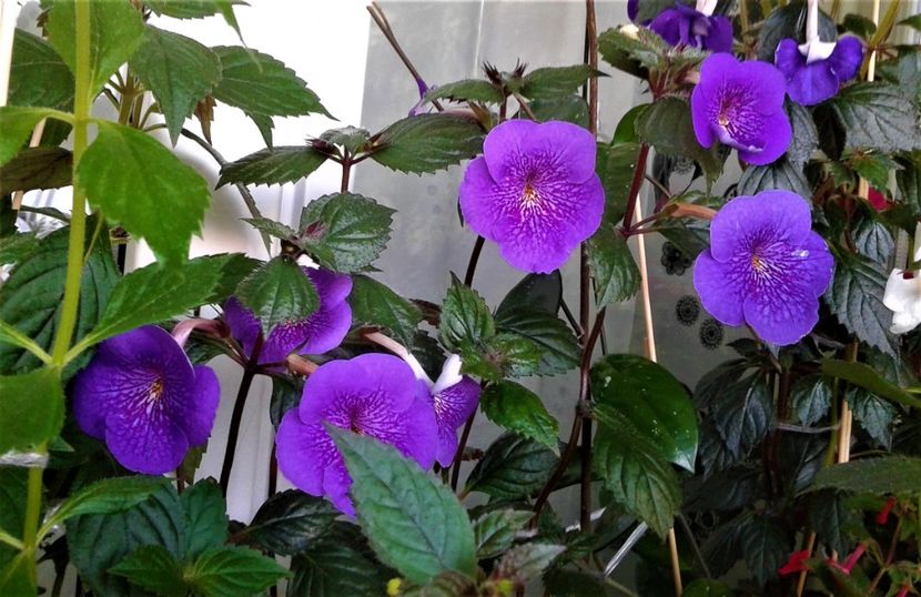  - 000014 ACHIMENES
