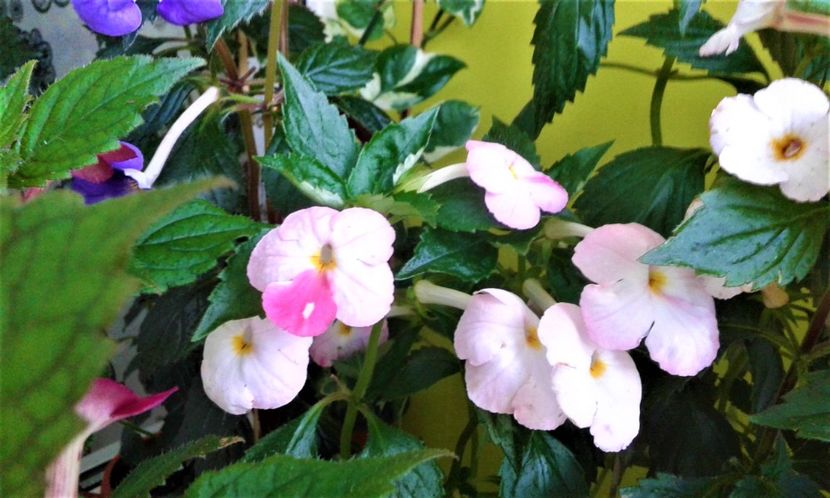  - 000014 ACHIMENES