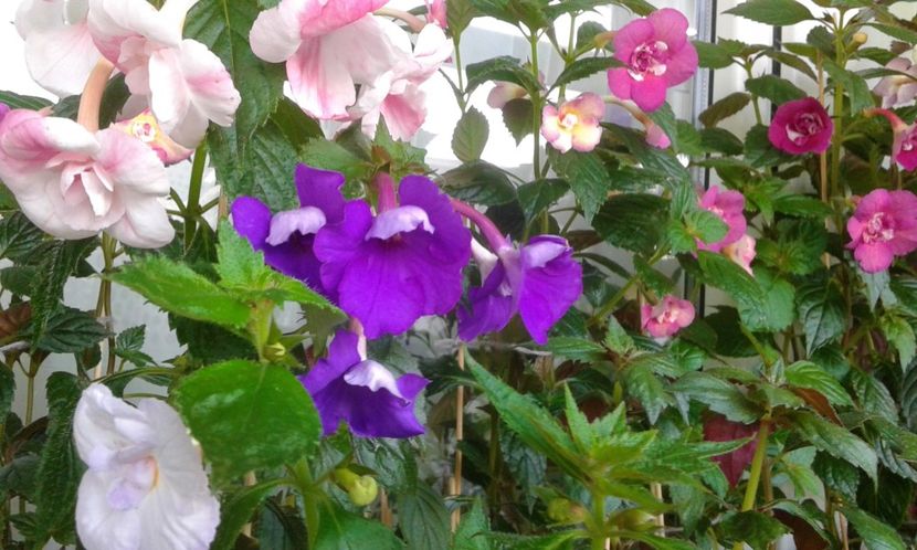  - 000014 ACHIMENES