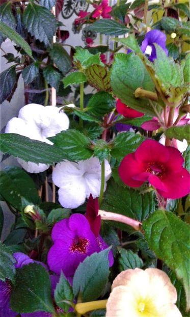  - 000014 ACHIMENES