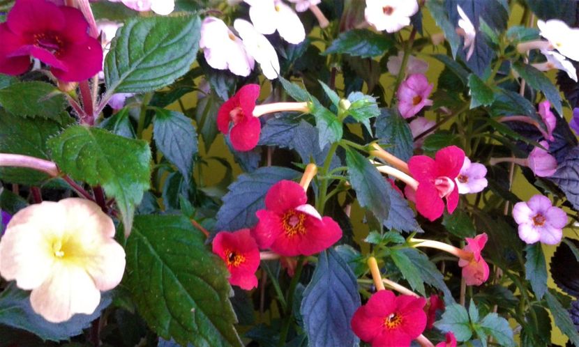  - 000014 ACHIMENES