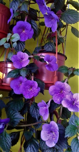  - 000014 ACHIMENES
