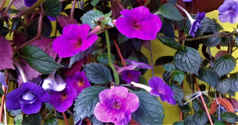  - 000014 ACHIMENES