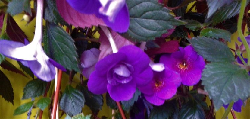  - 000014 ACHIMENES