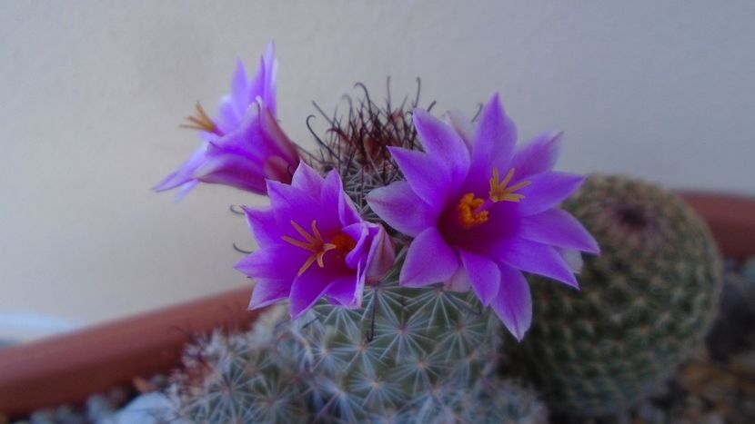 Mammillaria grahamii ssp. sheldonii - Cactusi 2020 evolutie vara