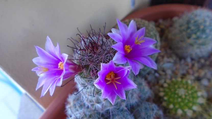Mammillaria grahamii ssp. sheldonii - Cactusi 2020 evolutie vara
