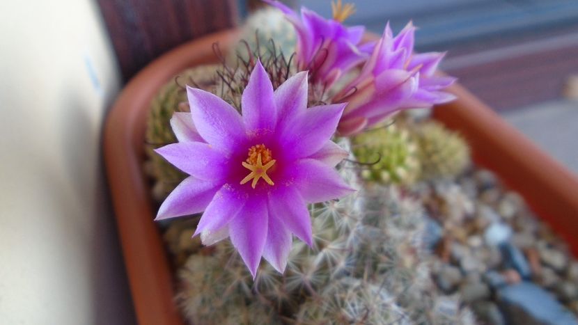 Mammillaria grahamii ssp. sheldonii - Cactusi 2020 evolutie vara