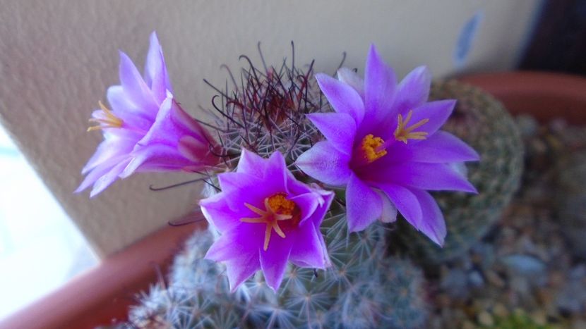 Mammillaria grahamii ssp. sheldonii - Cactusi 2020 evolutie vara