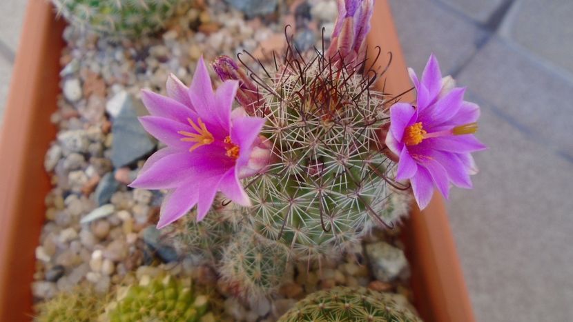 Mammillaria grahamii ssp. sheldonii - Cactusi 2020 evolutie vara