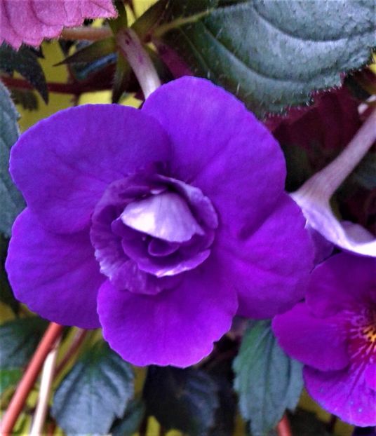  - 000014 ACHIMENES
