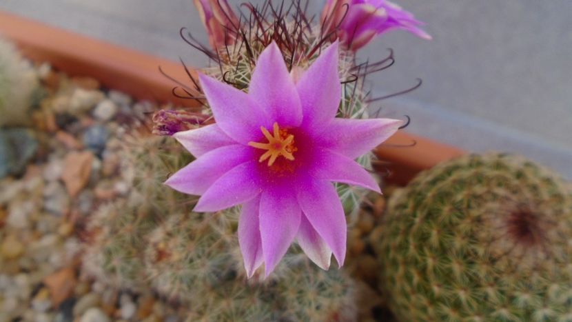 Mammillaria grahamii ssp. sheldonii - Cactusi 2020 evolutie vara