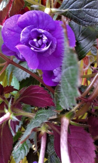  - 000014 ACHIMENES
