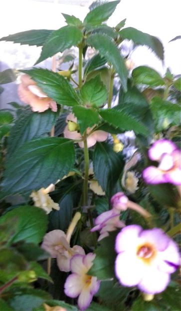  - 000014 ACHIMENES