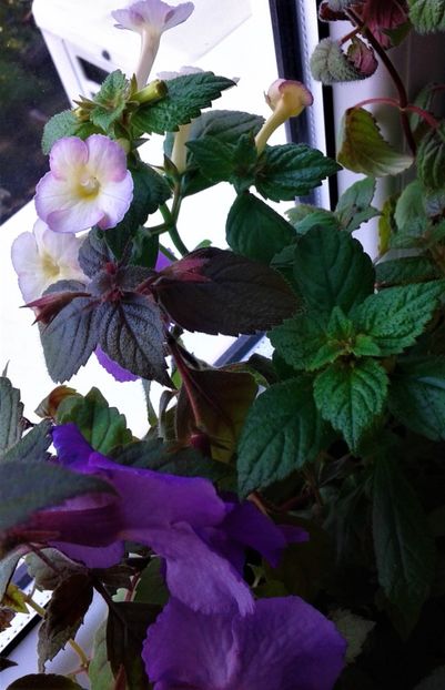  - 000014 ACHIMENES