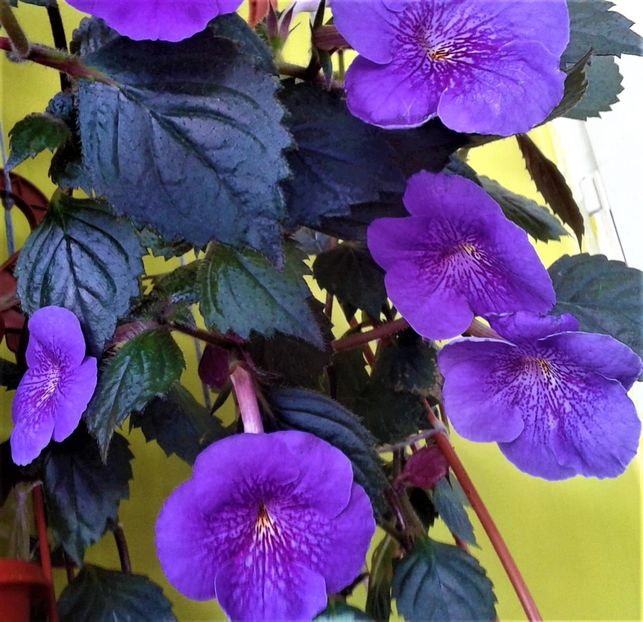  - 000014 ACHIMENES