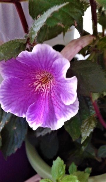  - 000014 ACHIMENES