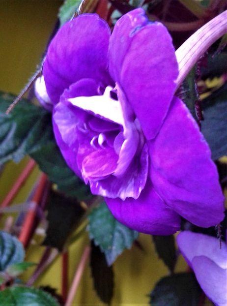  - 000014 ACHIMENES
