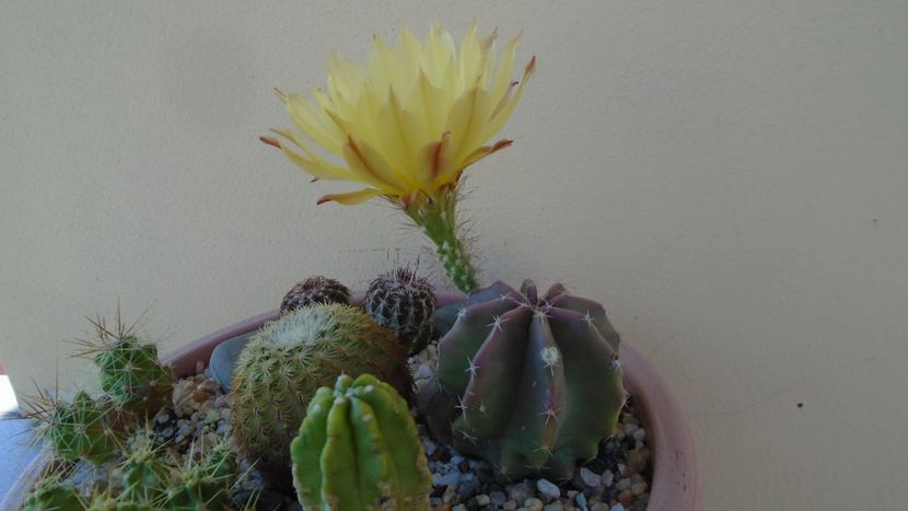 Echinocereus subinermis - Cactusi 2020 evolutie vara