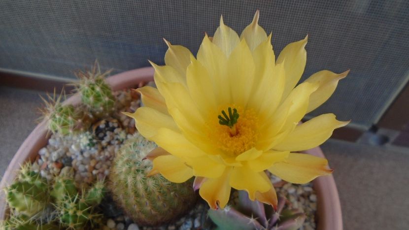 Echinocereus subinermis - Cactusi 2020 evolutie vara