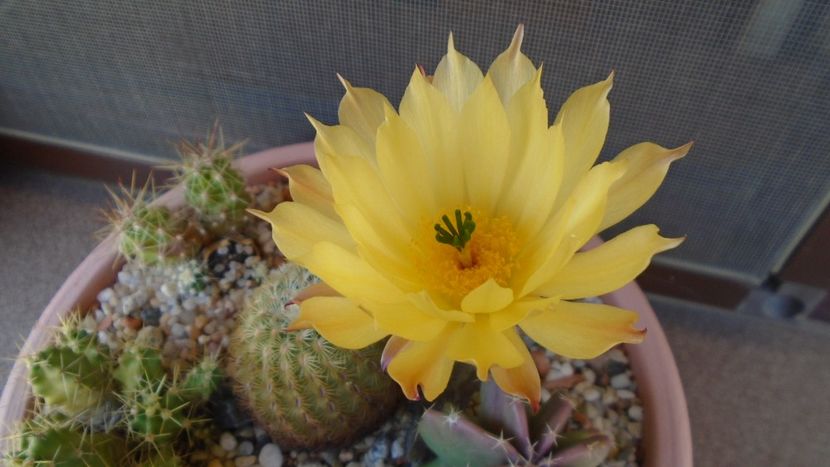 Echinocereus subinermis - Cactusi 2020 evolutie vara