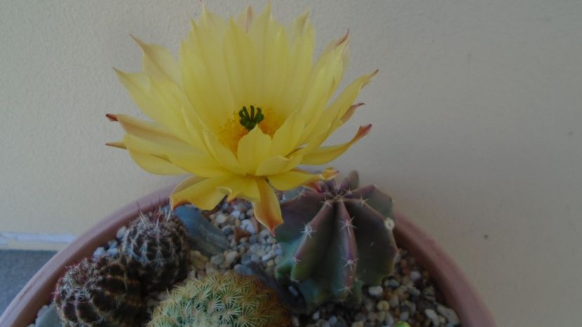 Echinocereus subinermis - Cactusi 2020 evolutie vara