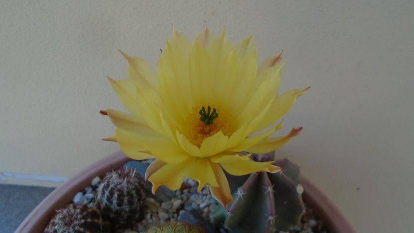 Echinocereus subinermis - Cactusi 2020 evolutie vara