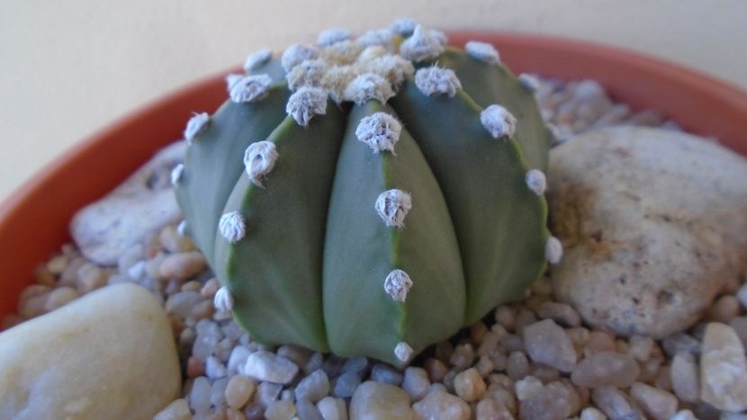 Astrophytum asterias - Cactusi 2020 evolutie vara