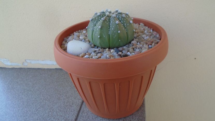Astrophytum asterias hb. - Cactusi 2020 evolutie vara