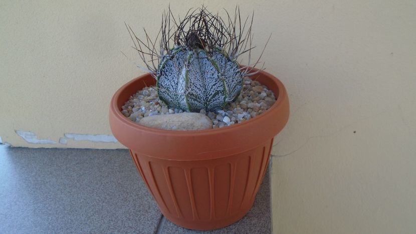 Astrophytum capricorne - Cactusi 2020 evolutie vara