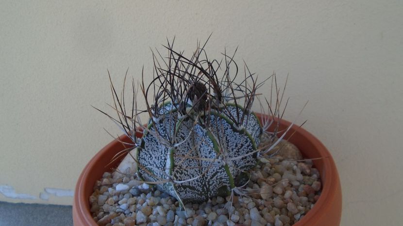 Astrophytum capricorne - Cactusi 2020 evolutie vara