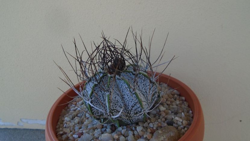 Astrophytum capricorne - Cactusi 2020 evolutie vara