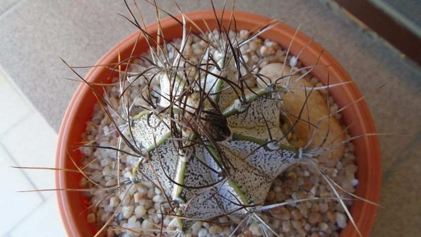 Astrophytum capricorne - Cactusi 2020 evolutie vara